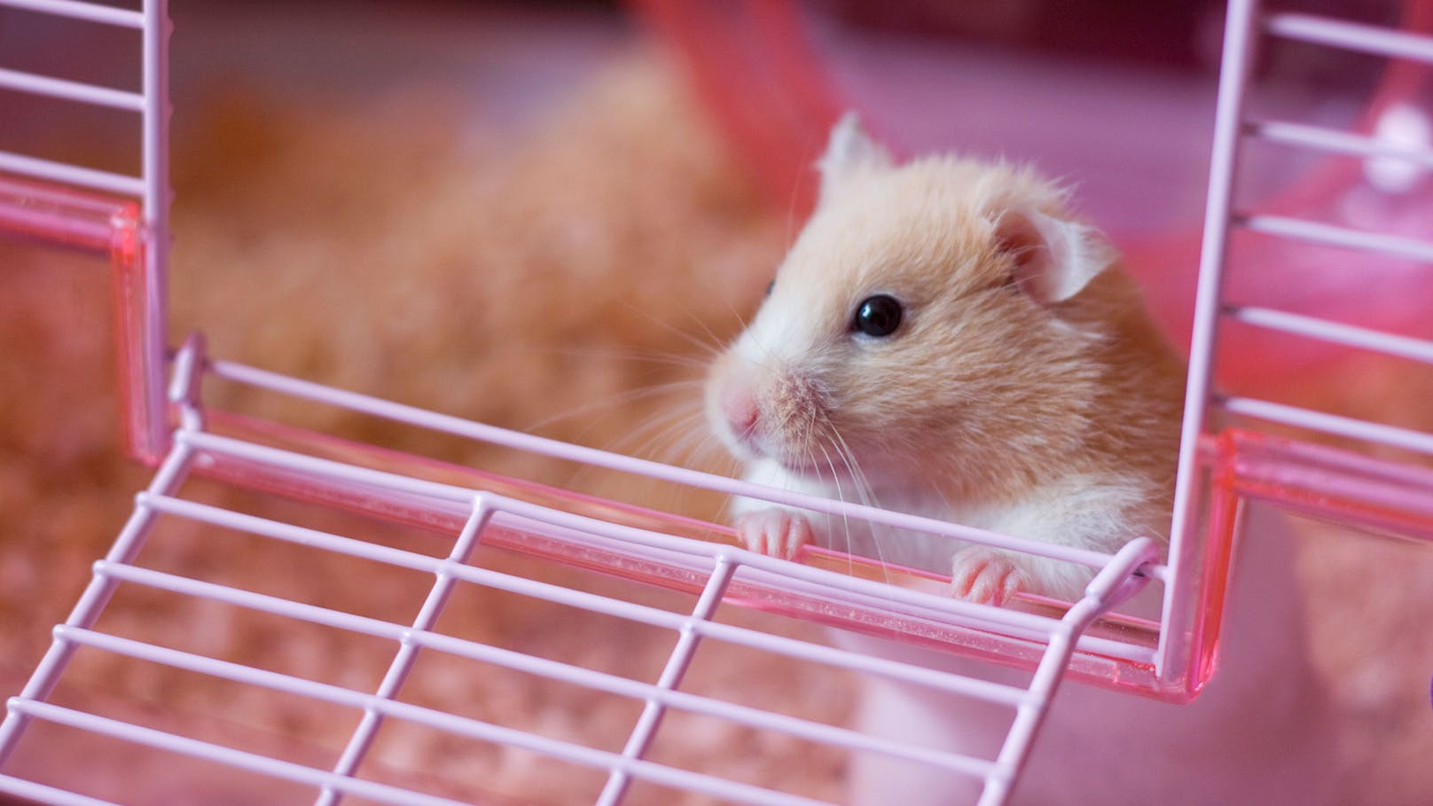 Plustebäckchen – So pflegst du einen Hamster richtig