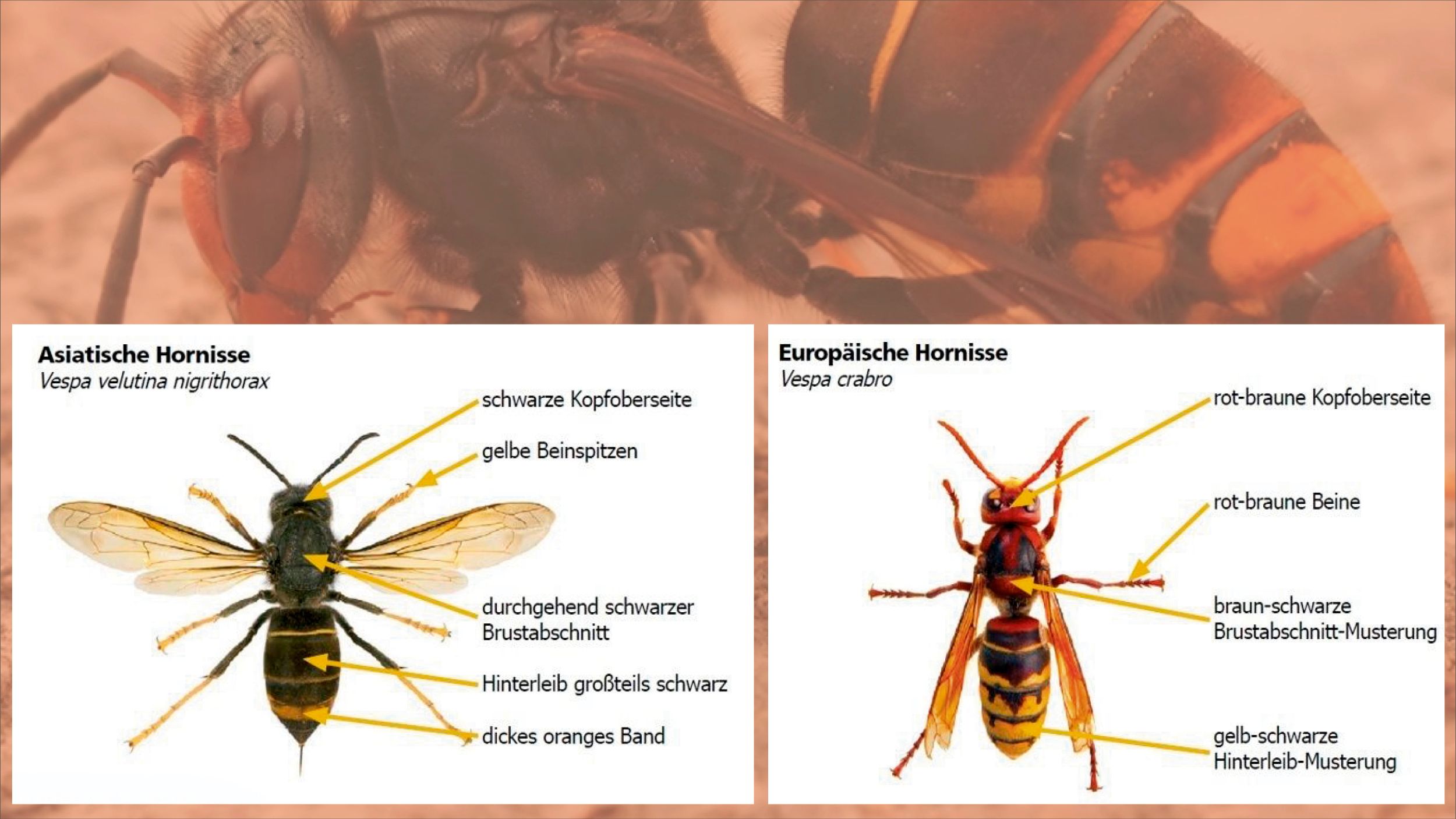 Die neue Hornissen-Art aus Asien unterscheidet sich in einigen Punkten von den heimischen Exemplaren.