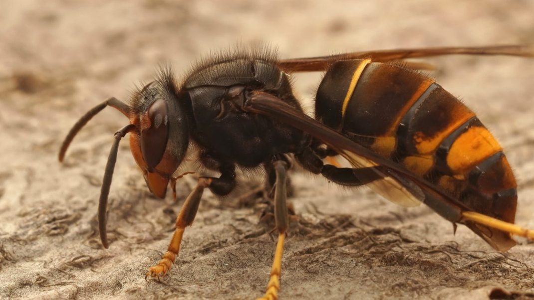 Die asiatische "Killer-Hornisse" fängt heimische Bienen im Flug.