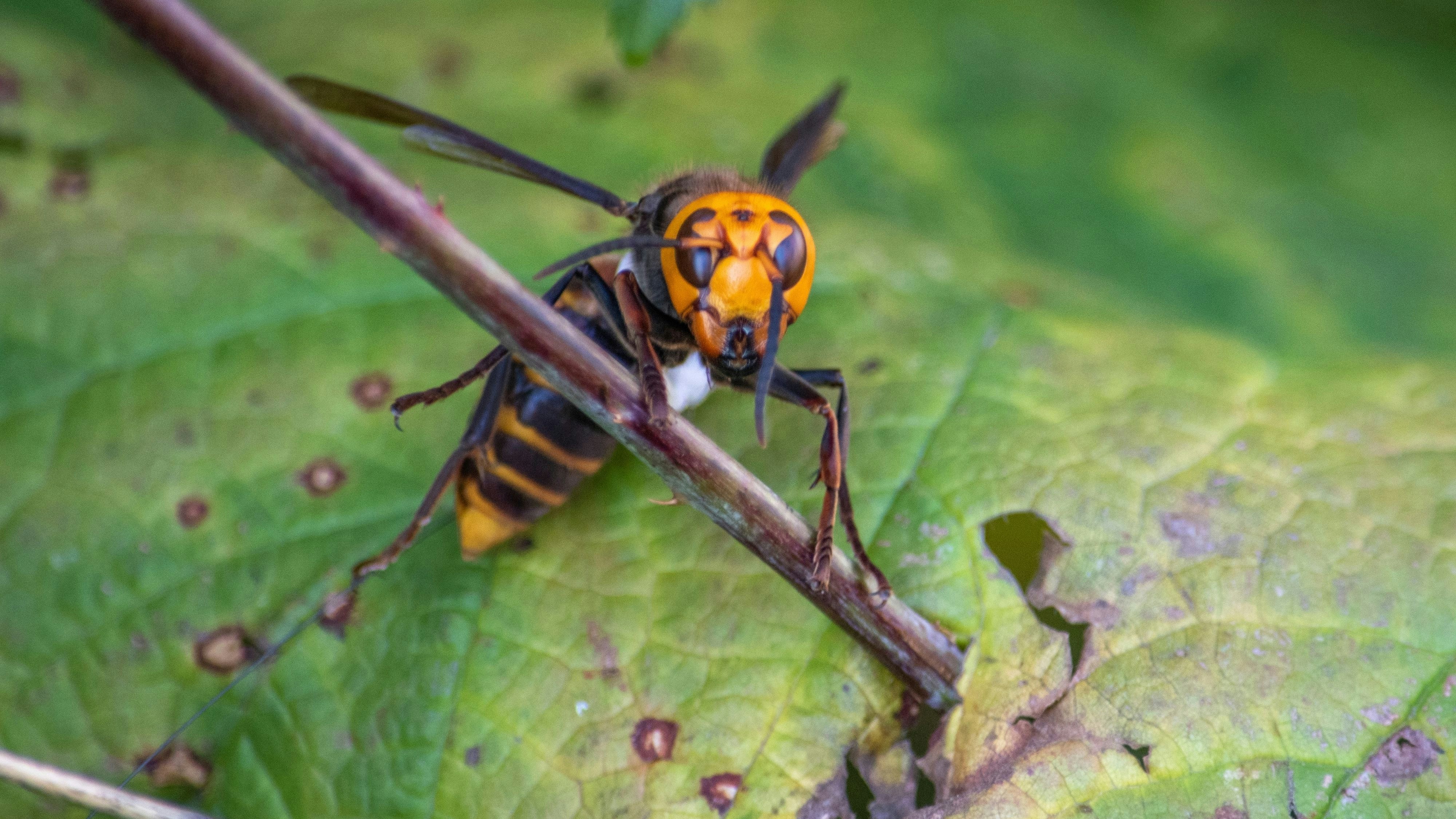 Die asiatische "Killer-Hornisse" fängt Bienen im Flug.
