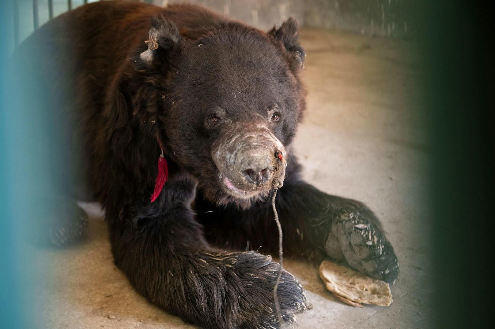 Bei der Bärenhetze werden hilflose Bären an einer Kette gehalten und gezwungen, gegen Hunde zu kämpfen.
