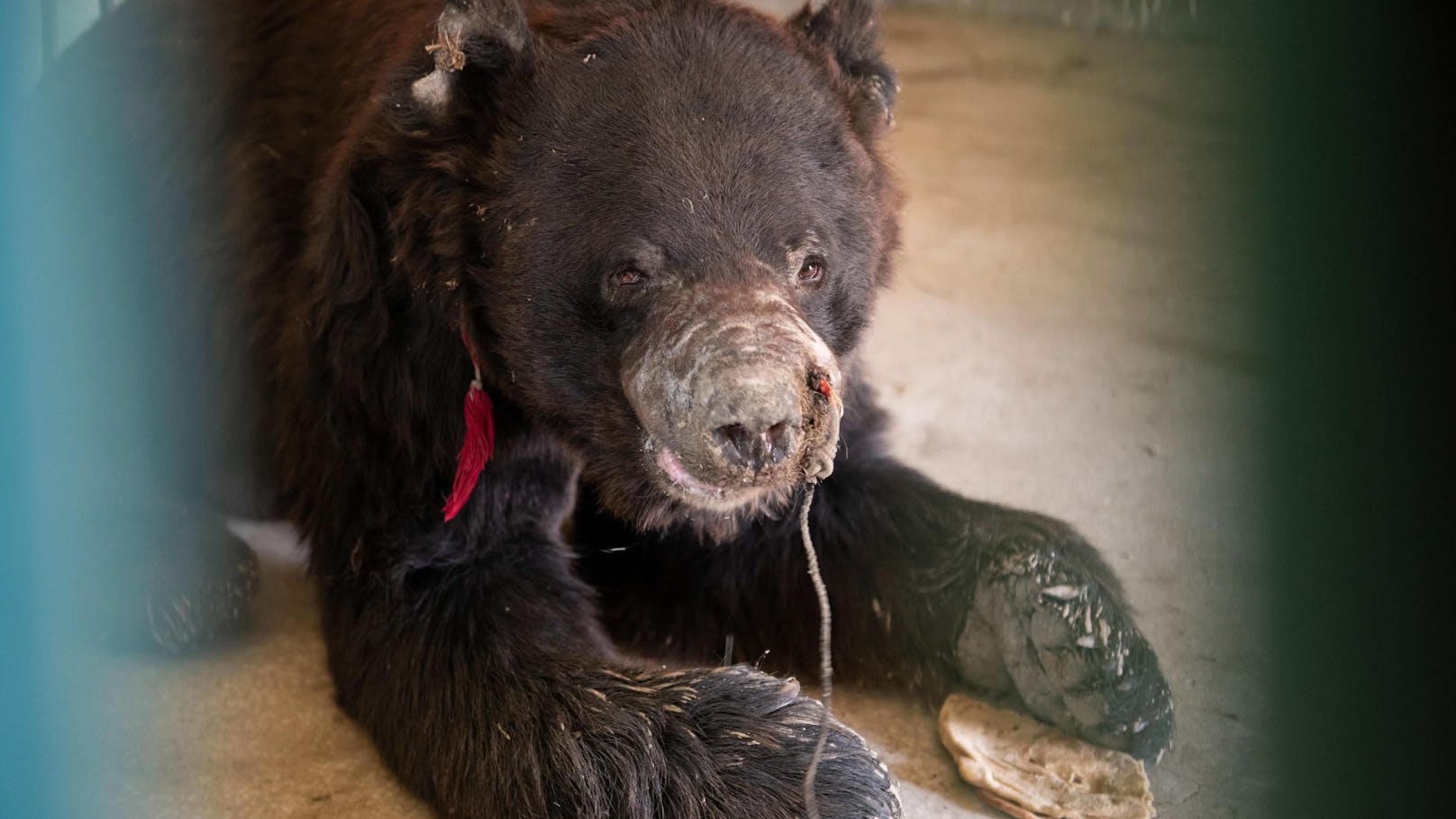 Ohne Zähne – Diese Bären müssen gegen Hunde kämpfen