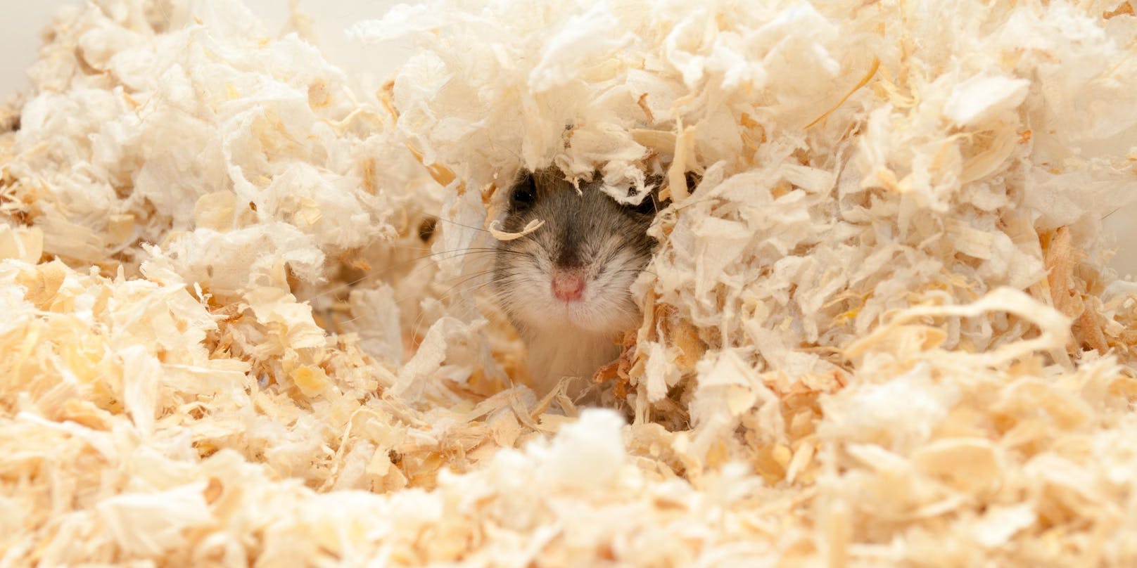 Hamster lieben es zu graben und zu buddeln, also nicht mit der Einstreu sparen. 