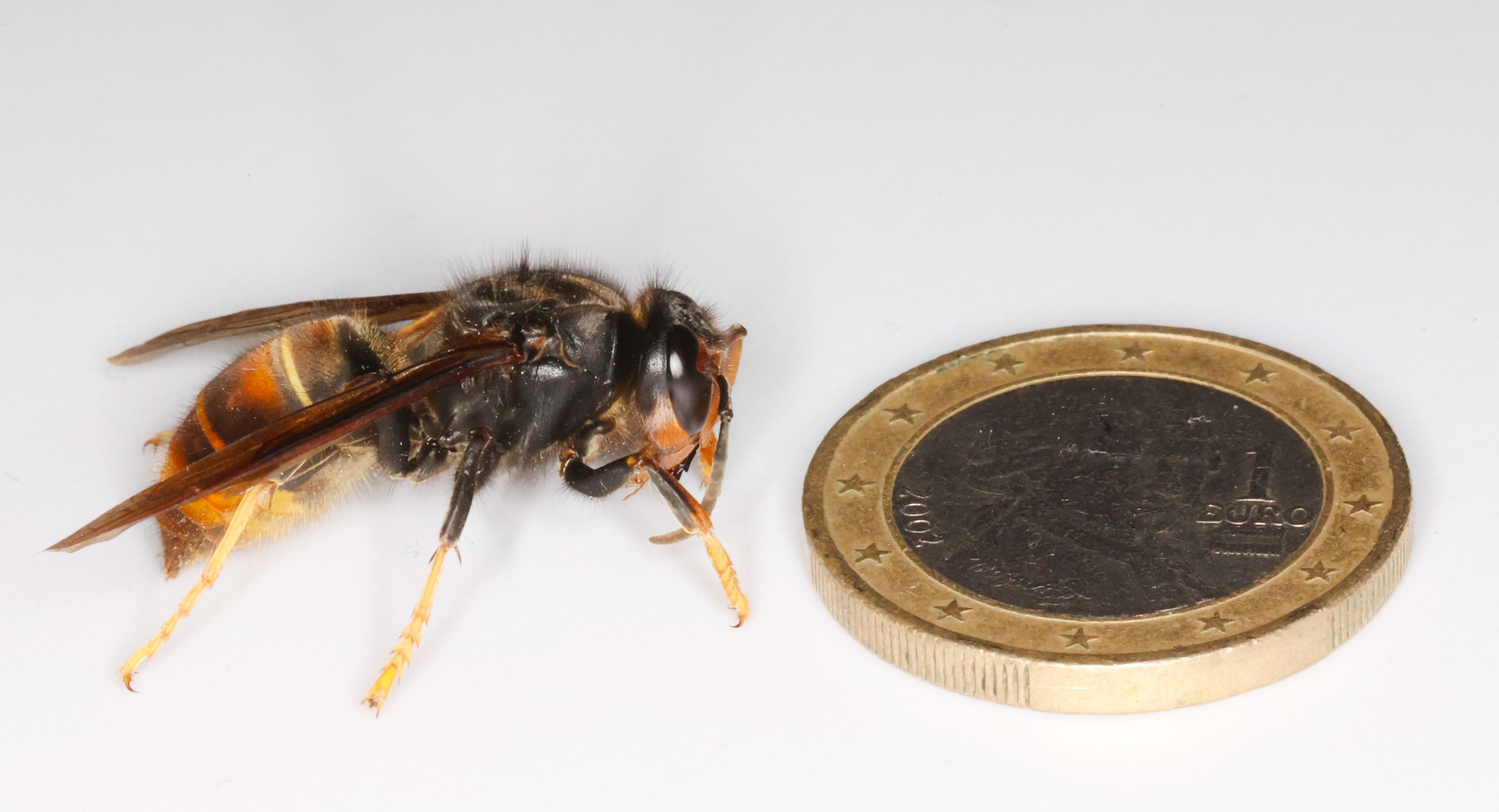 Diese Hornisse versetzt das Land noch immer in Aufregung. Eine mögliche Bekämpfungsmethode wurde in Deutschland schon erprobt.