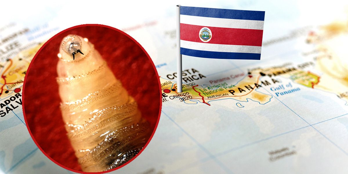 Die Neuwelt-Schraubenwurmfliege legt seine Eier in Wunden und Schleimhäuten von Tieren und Menschen. Aus diesen schlüpfen dann Maden (Bild), die sich weiter ins Gewebe der Wirte fressen und mit ihren scharfen Mundwerkzeugen weiter schädigen.