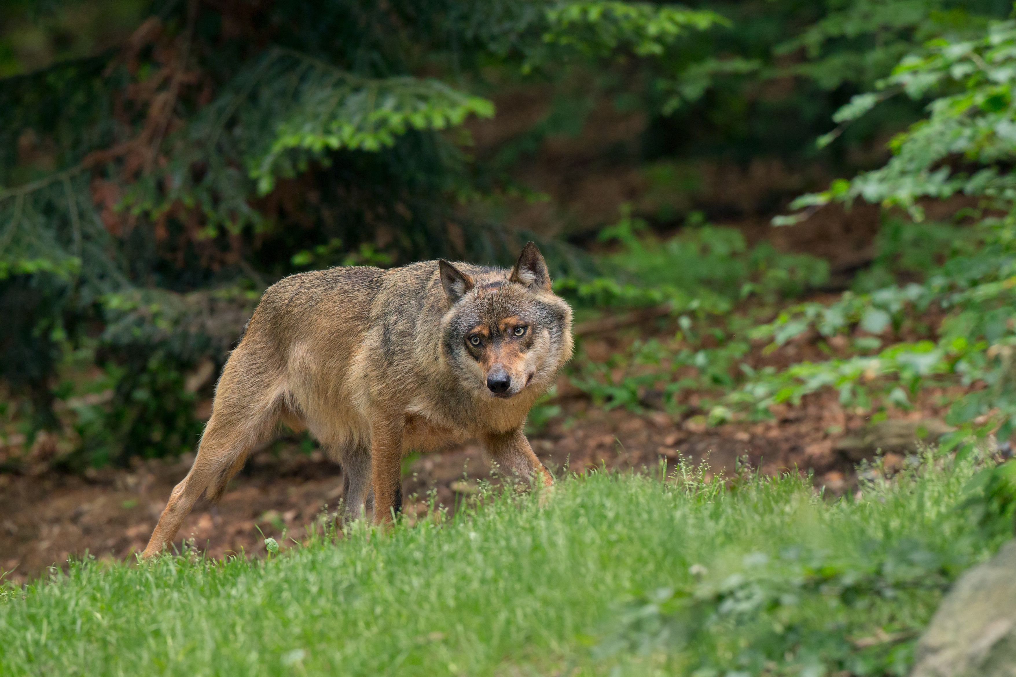 In den vergangenen Wochen wurden immer öfter Wölfe im Land gesichtet. (Symbolbild)