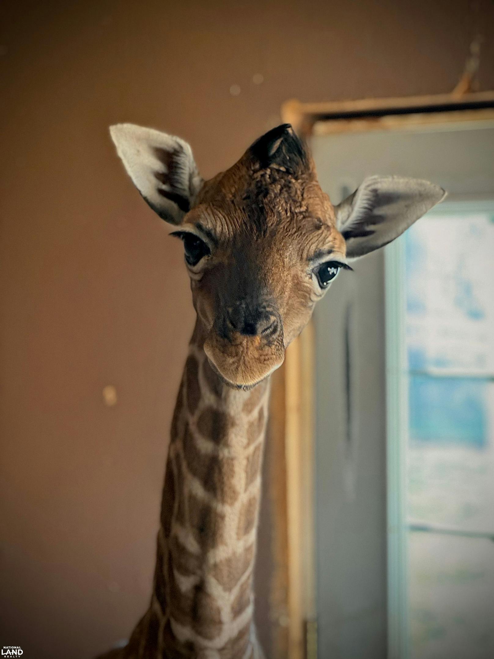 Im Kaufpreis inbegriffen sind nicht nur alle Tiere des Zoos, ...