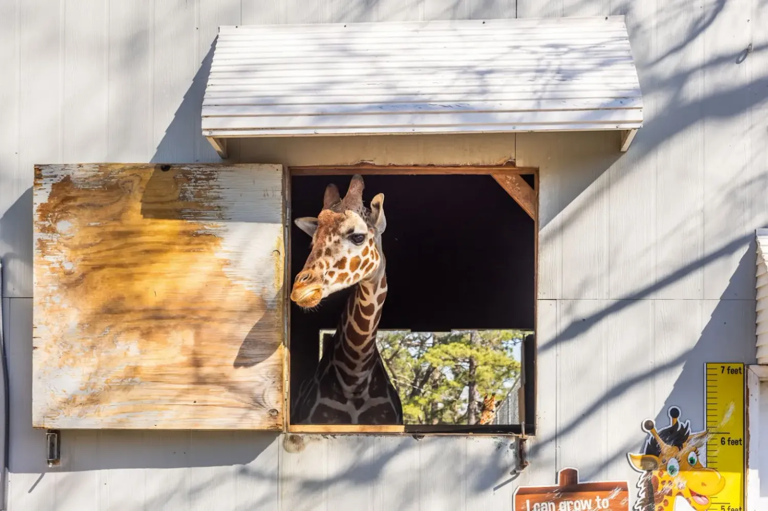 Diese Giraffe könnte dir gehören – zusammen mit Hunderten von anderen Tieren in einem Zoo in North Carolina.