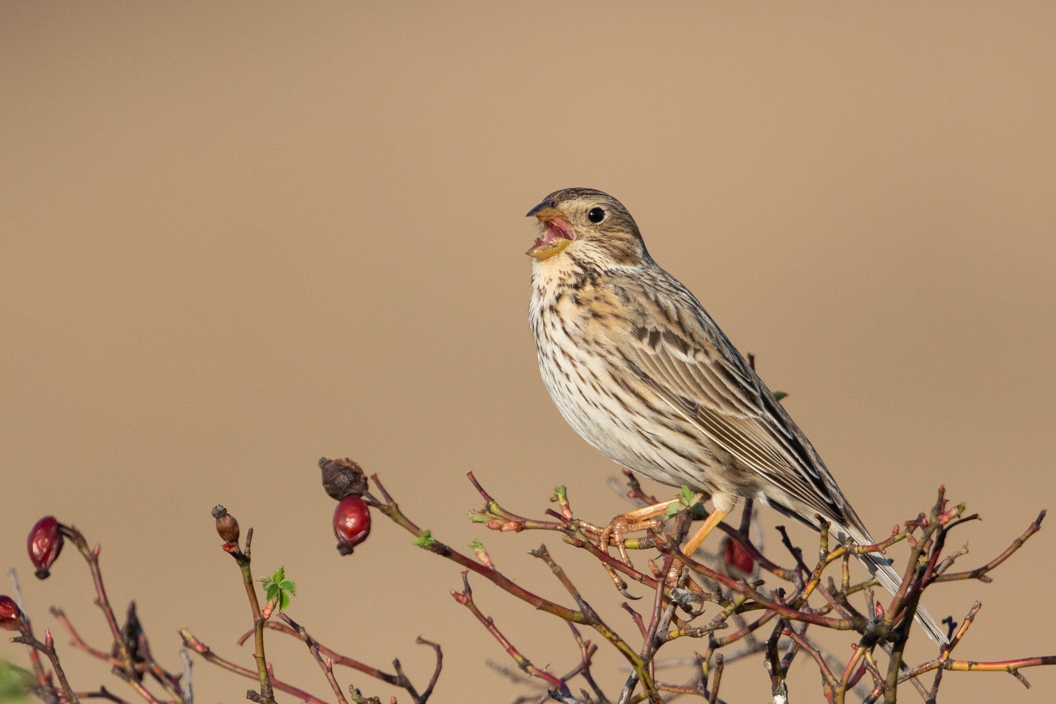 Neun von zehn Grauammern sind in den letzten 25 Jahren verschwunden.