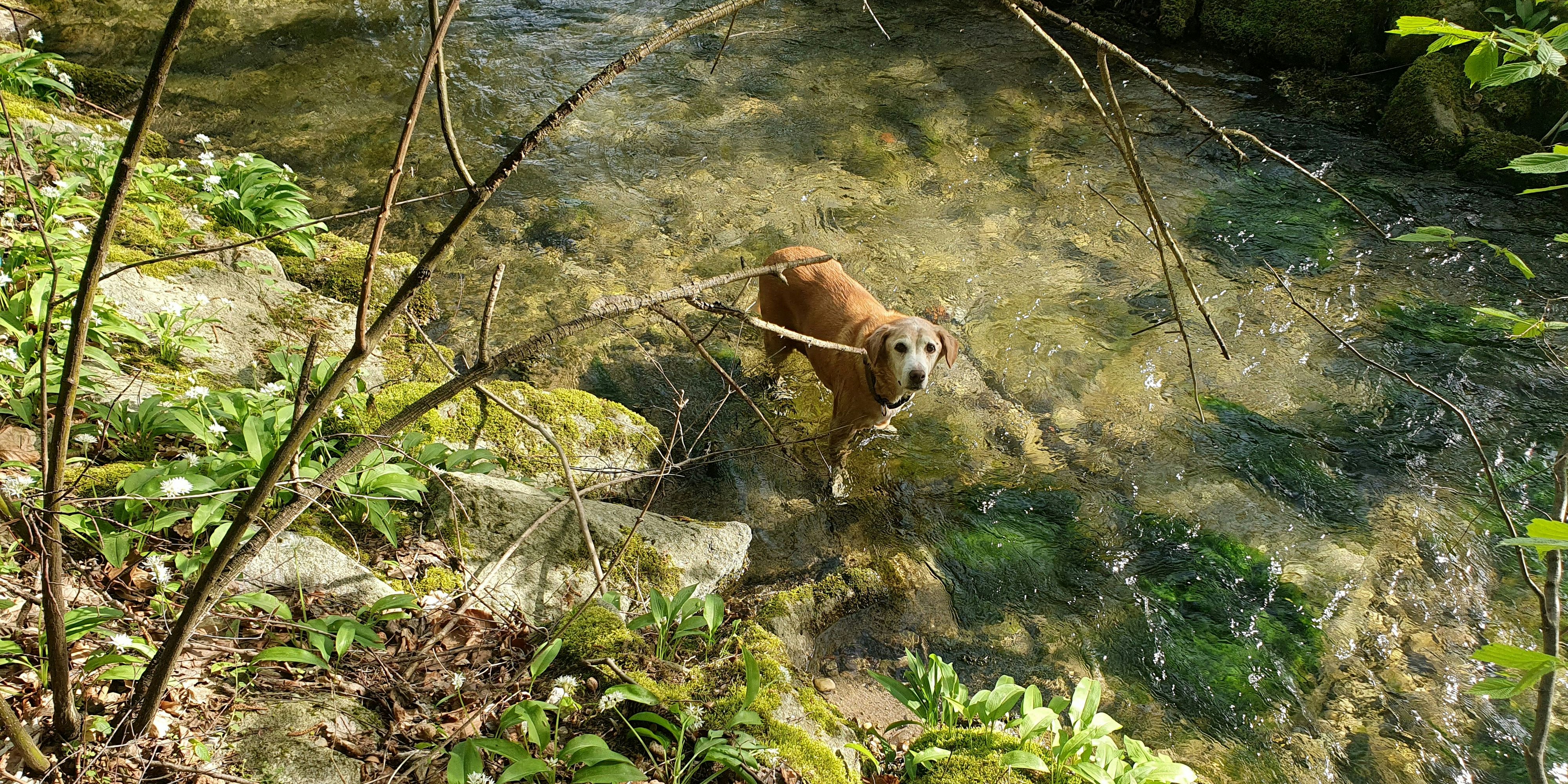 Der Bub war nicht mehr bester Laune, als die Tierrettung anrückte.
