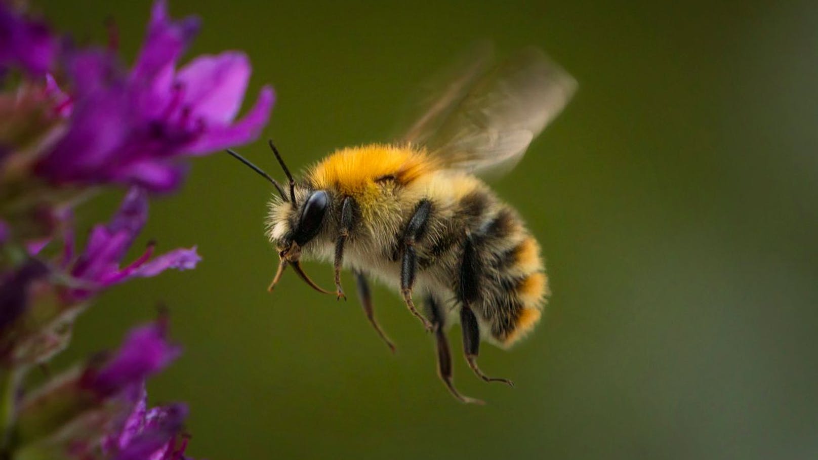 Greenpeace startet Rettungsaktion für Wildbienen