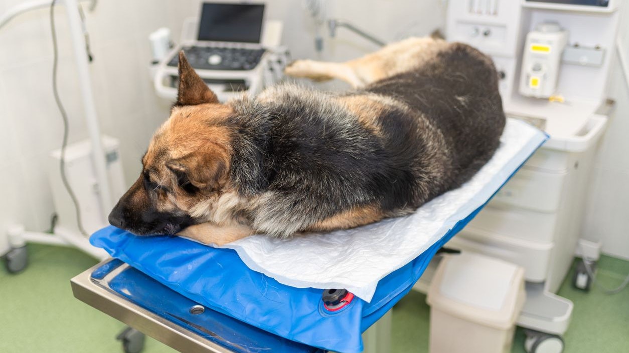 Der Schäferhund verstarb trotz tierärztlicher Behandlung an den Folgen der Vergiftung. Symbolbild. 