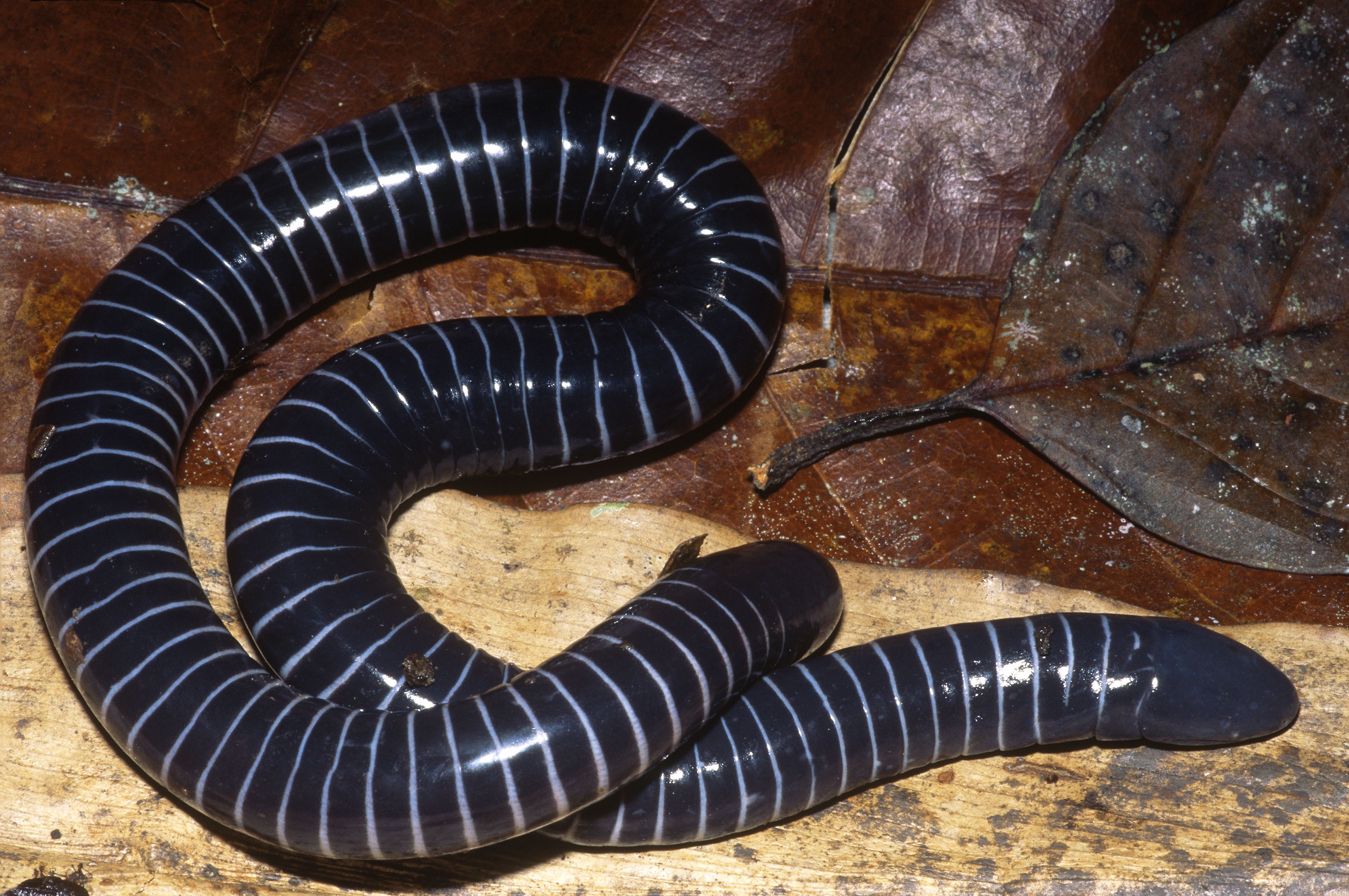 Sogenannte Ringelwühlen füttern tatsächlich ihren Nachwuchs mit Milch.