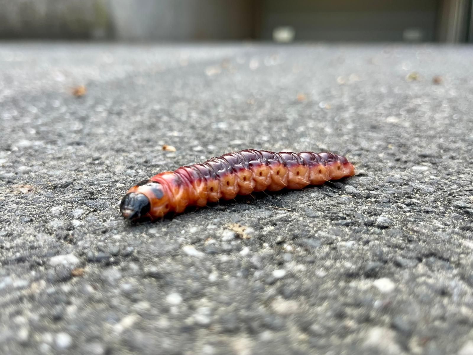 Sind vielen Menschen ein Dorn im Auge: die gar nicht schön anzuschauenden Raupen des Weidenbohrers.