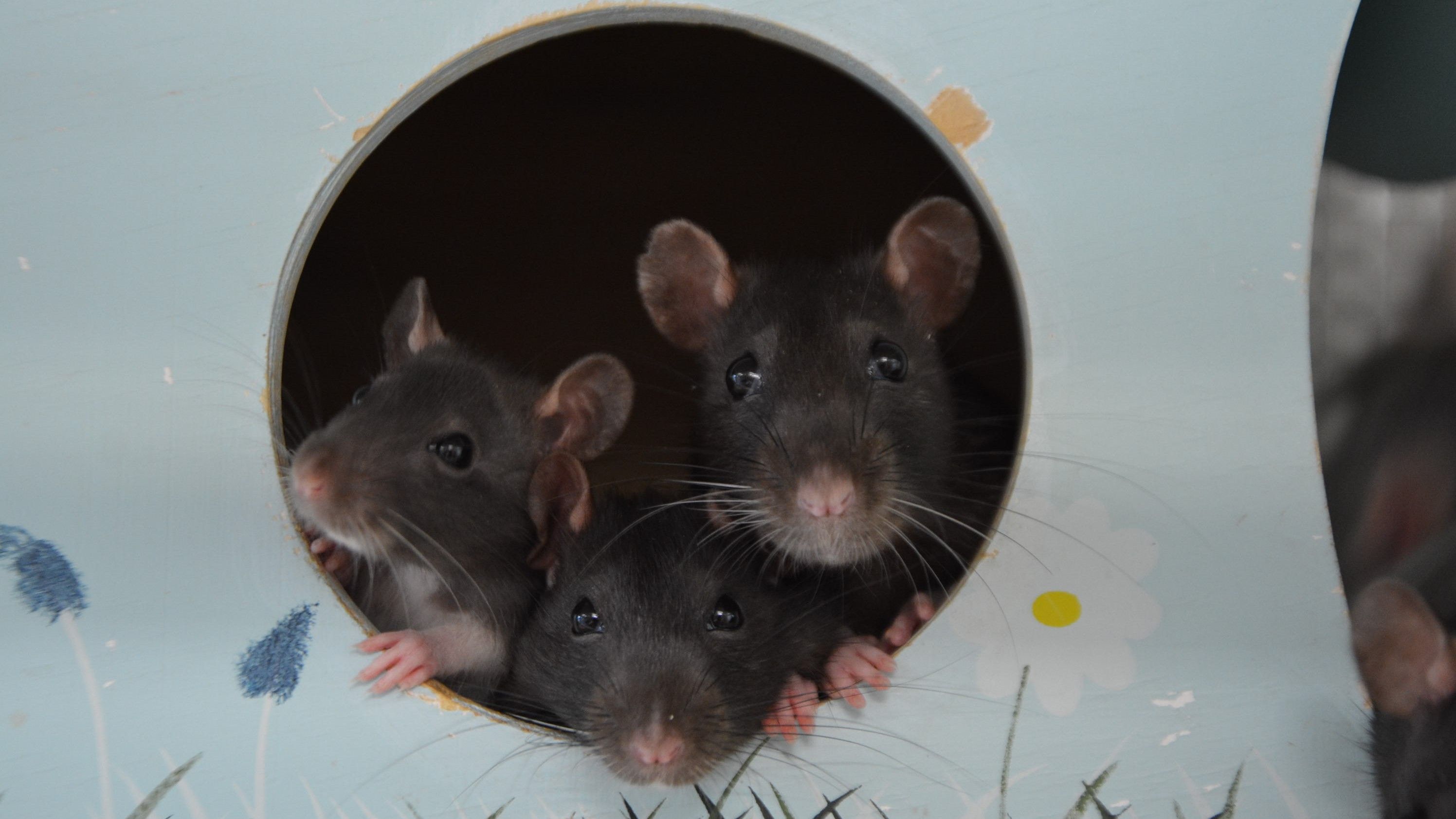 Andrew und seine Freunde sind pfiffige, intelligente sowie anhängliche Tiere.