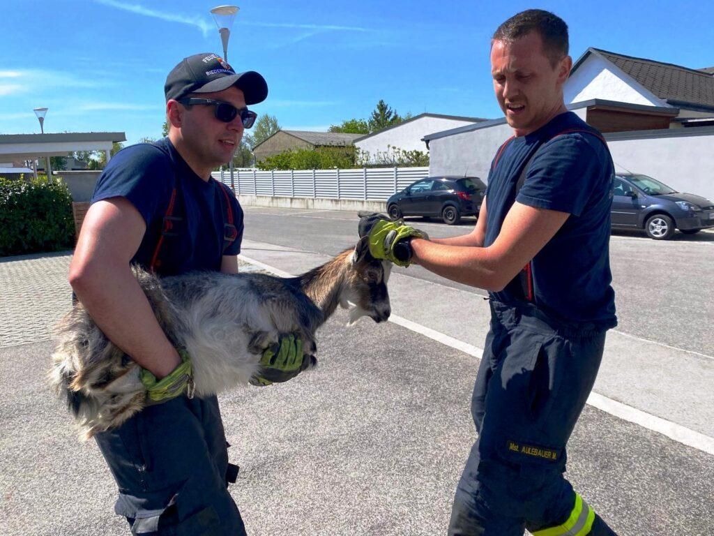 Die Feuerwehr konnte die Ziege rasch einfangen.