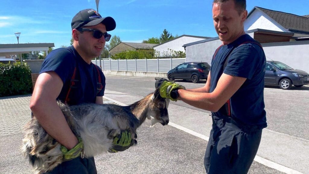 Die Florianis packten die Ziege bei den Hörnern.