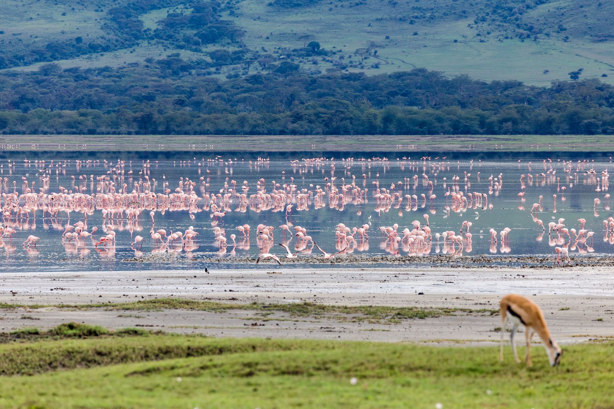 Flamingos im Serengeti Nationalpark in Tansania.