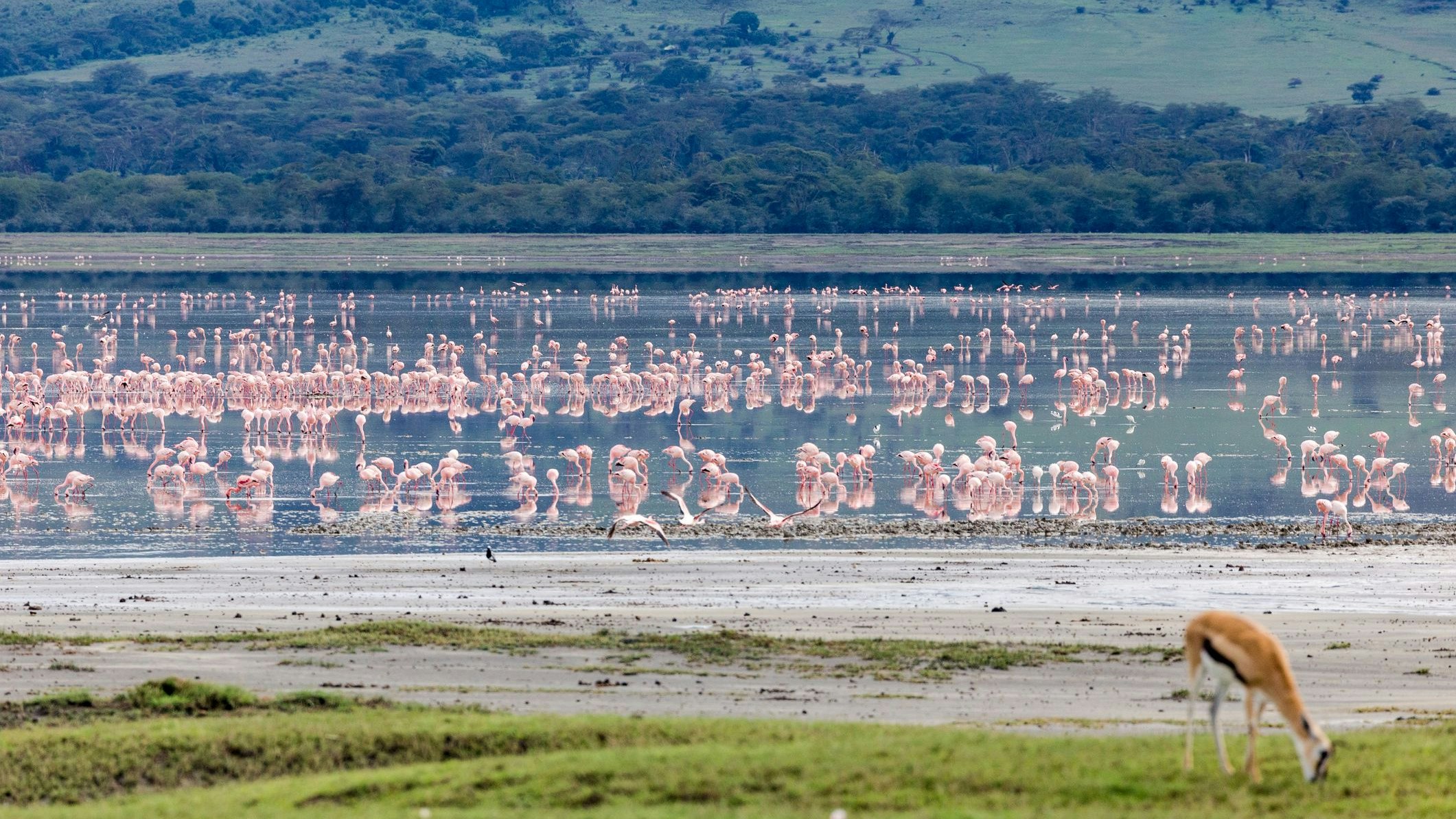 Flamingos. Serengeti National park. Tanzania. Africa