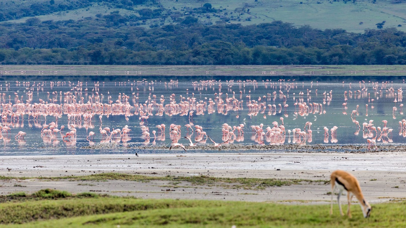 Klimawandel gefährdet Flamingos in Ostafrika