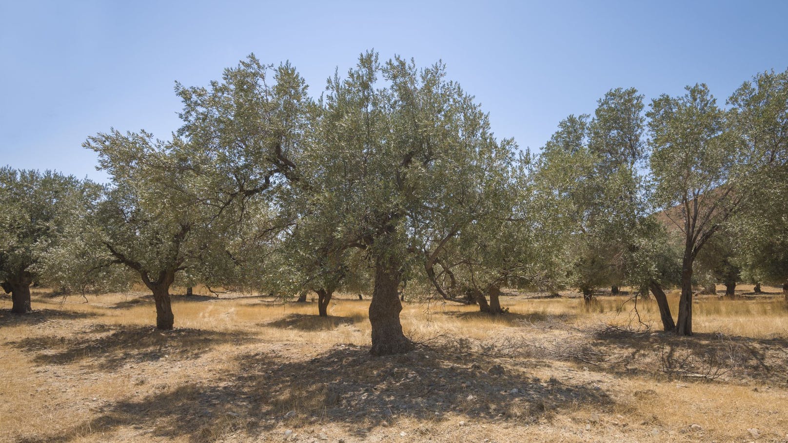 Olivenöl in Griechenland 67 Prozent teurer als 2023