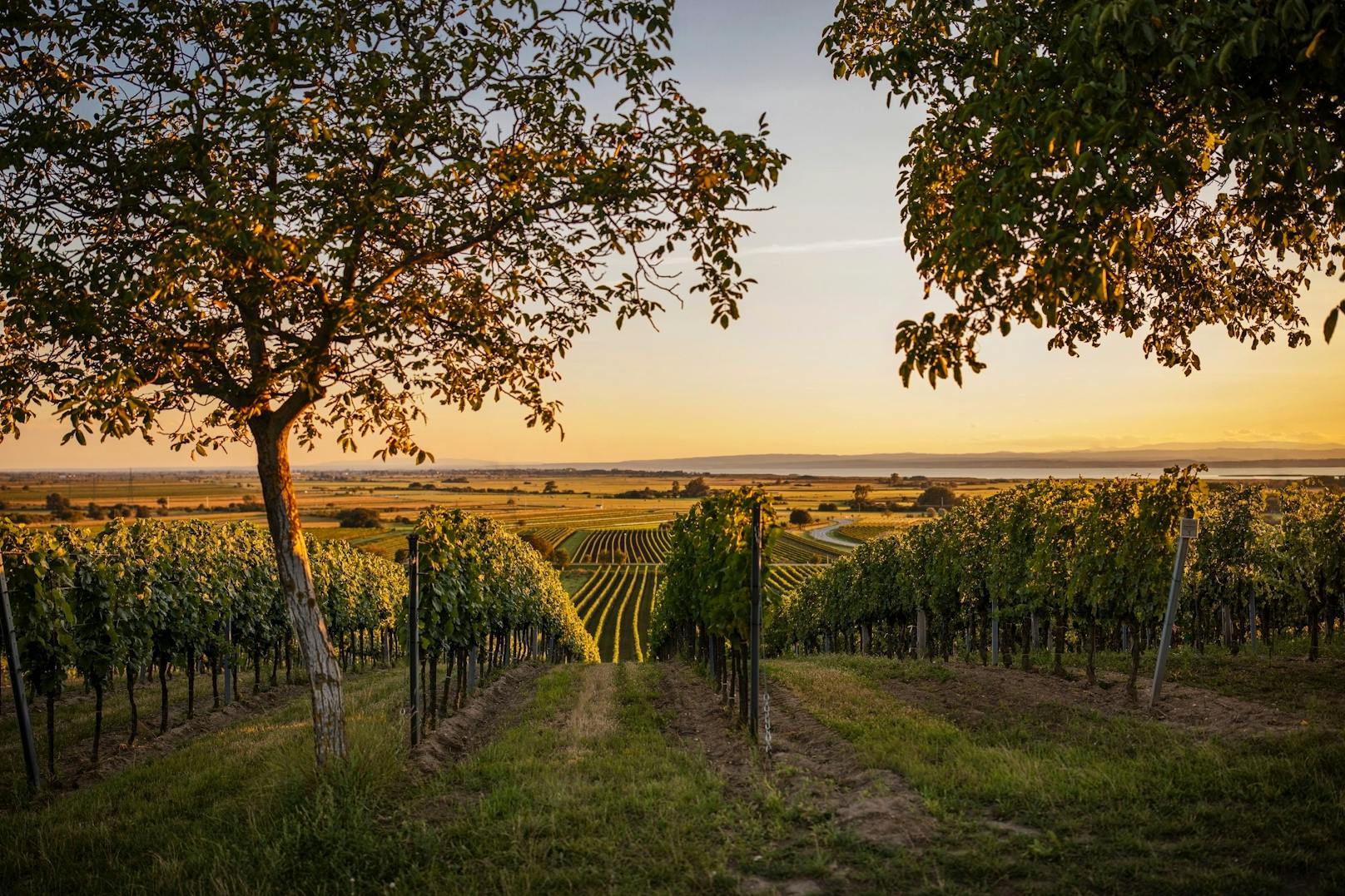 Wunderschöner Weingarten der Familie Szigeti in Gols