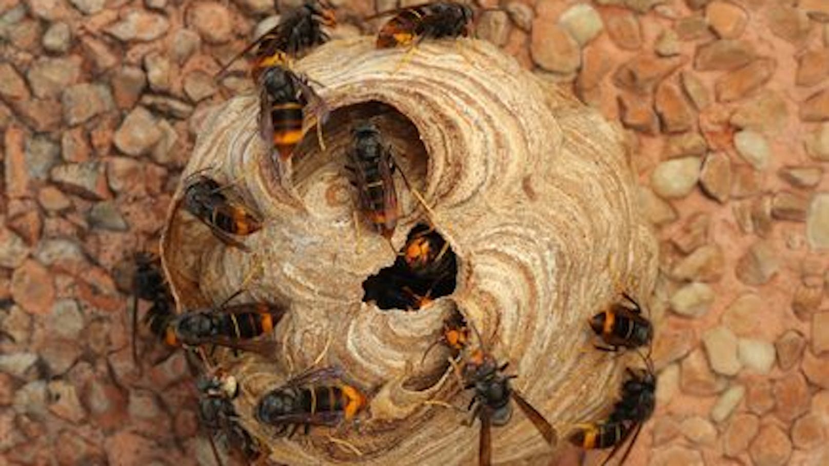Das Nest der asiatischen Hornisse. Das Tier kann zur Gefahr für heimische Bienen werden.
