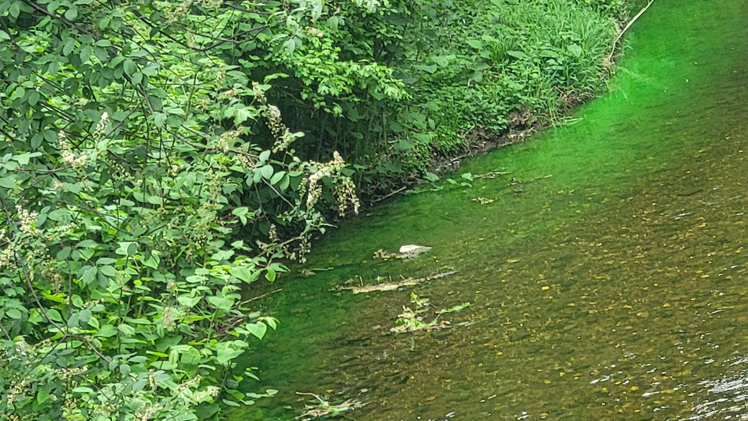 Diese Färbung des Wienfluss sorgte bei einem Wiener für Beunruhigung. Das Wasser ist 