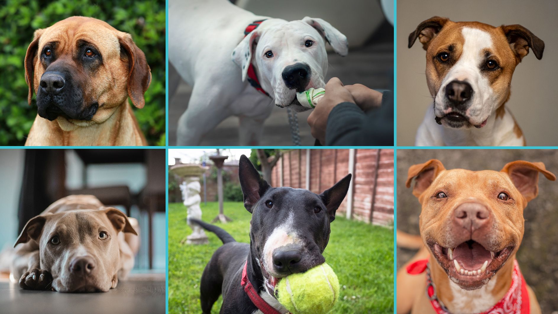 Listenhunde haben es – völlig grundlos – besonders schwer.