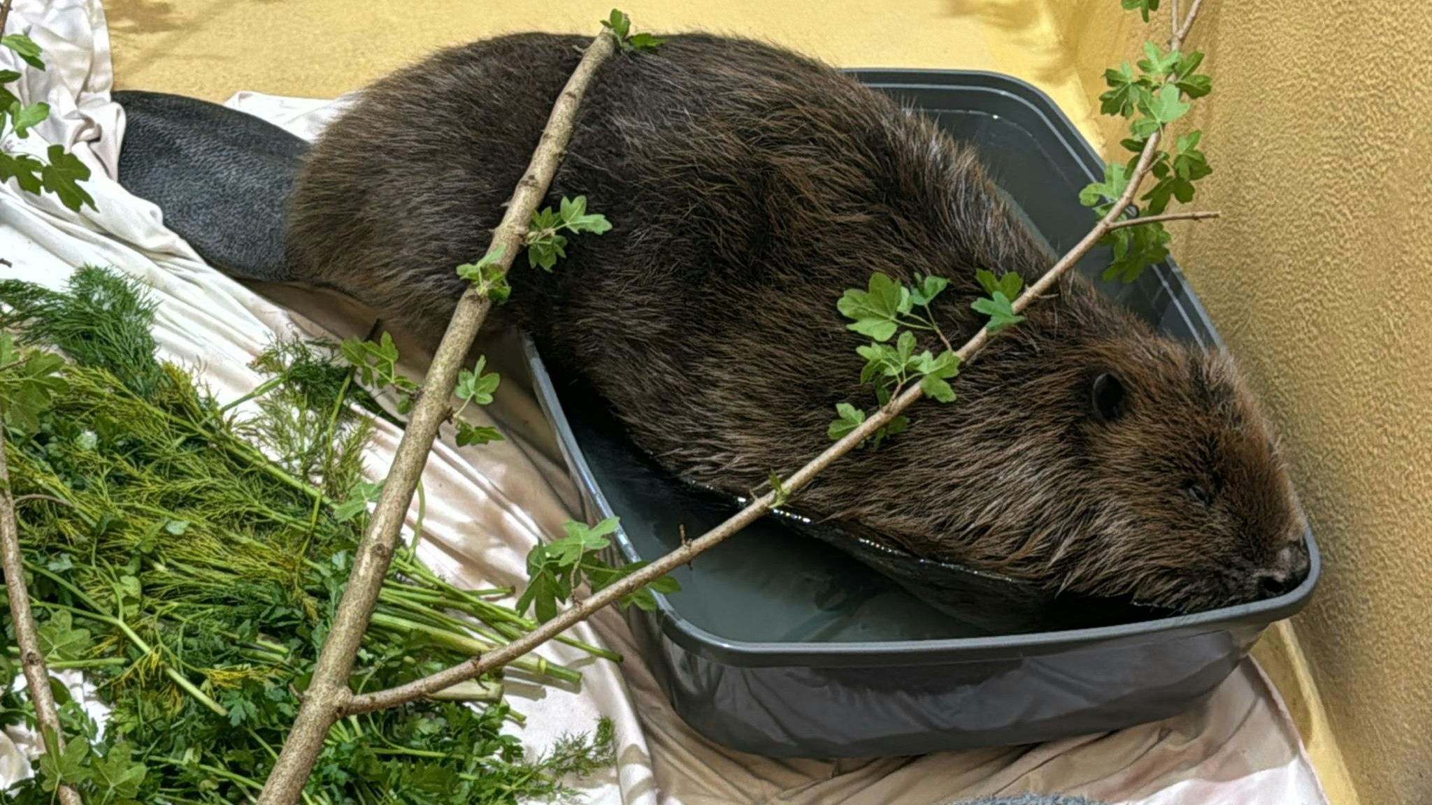 "Obi" nimmt einmal ein erfrischendes Bad bei Tierschutz Austria. 