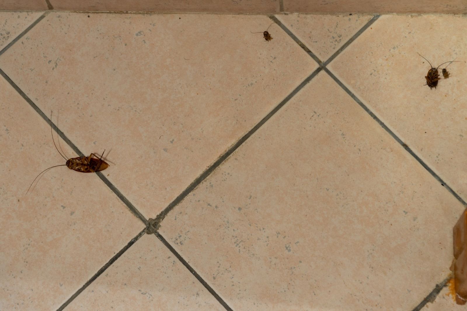 Vier Gastrobetriebe wurden 2023 in Oberösterreich wegen Kakerlakenbefalls von der Lebensmittelaufsicht geschlossen. (Symbolbild)