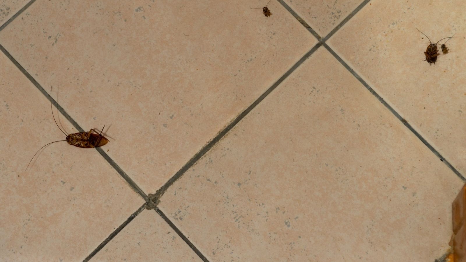 Vier Gastrobetriebe wurden 2023 in Oberösterreich wegen Kakerlakenbefalls geschlossen. (Symbolbild)