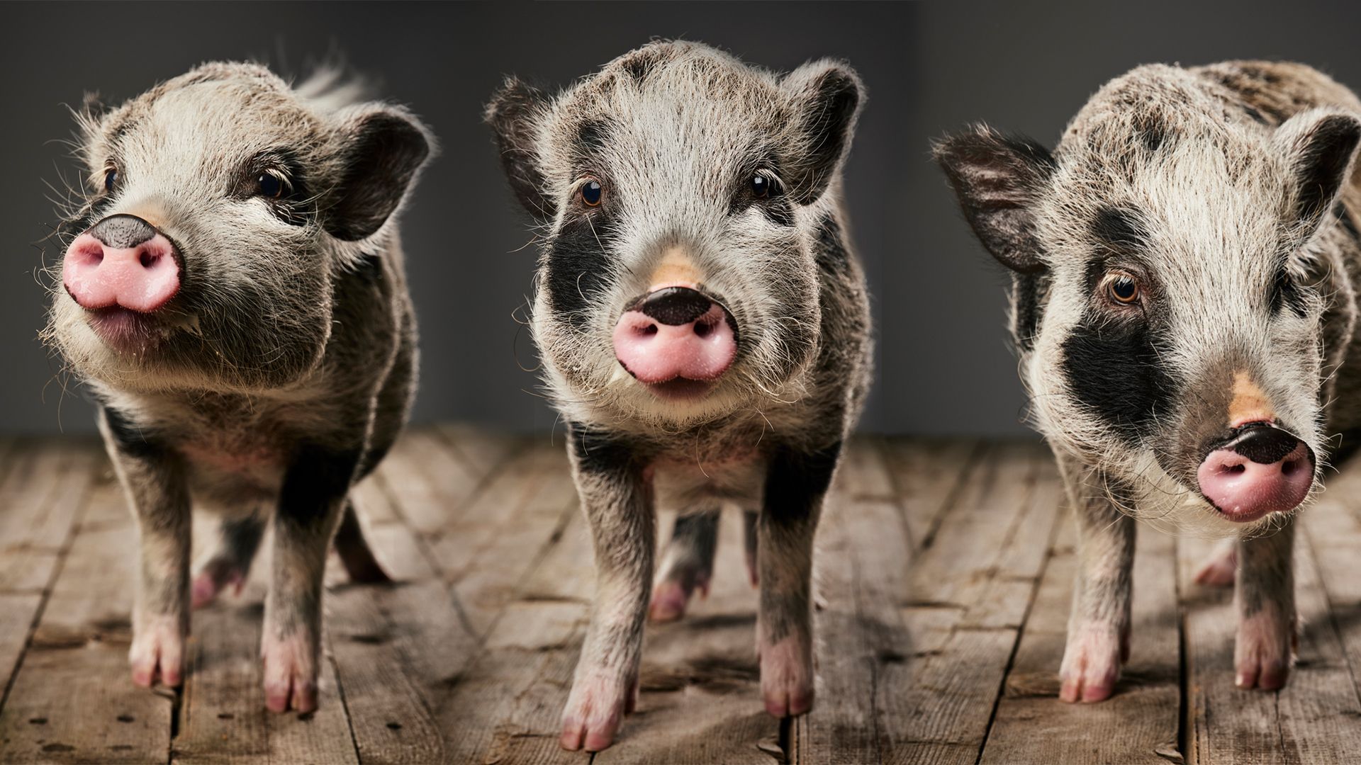 Ein Mini-Schwein ist extrem niedlich - aber Achtung: Es bleibt nicht so.