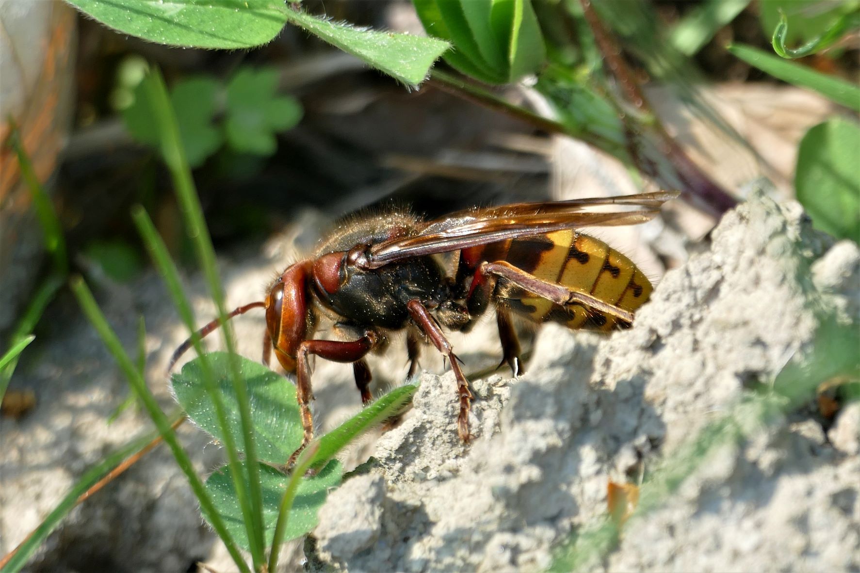 Die heimische Hornisse wurde am Samstag im Schwarzenbergpark im 17. Bezirk entdeckt und fotografiert.