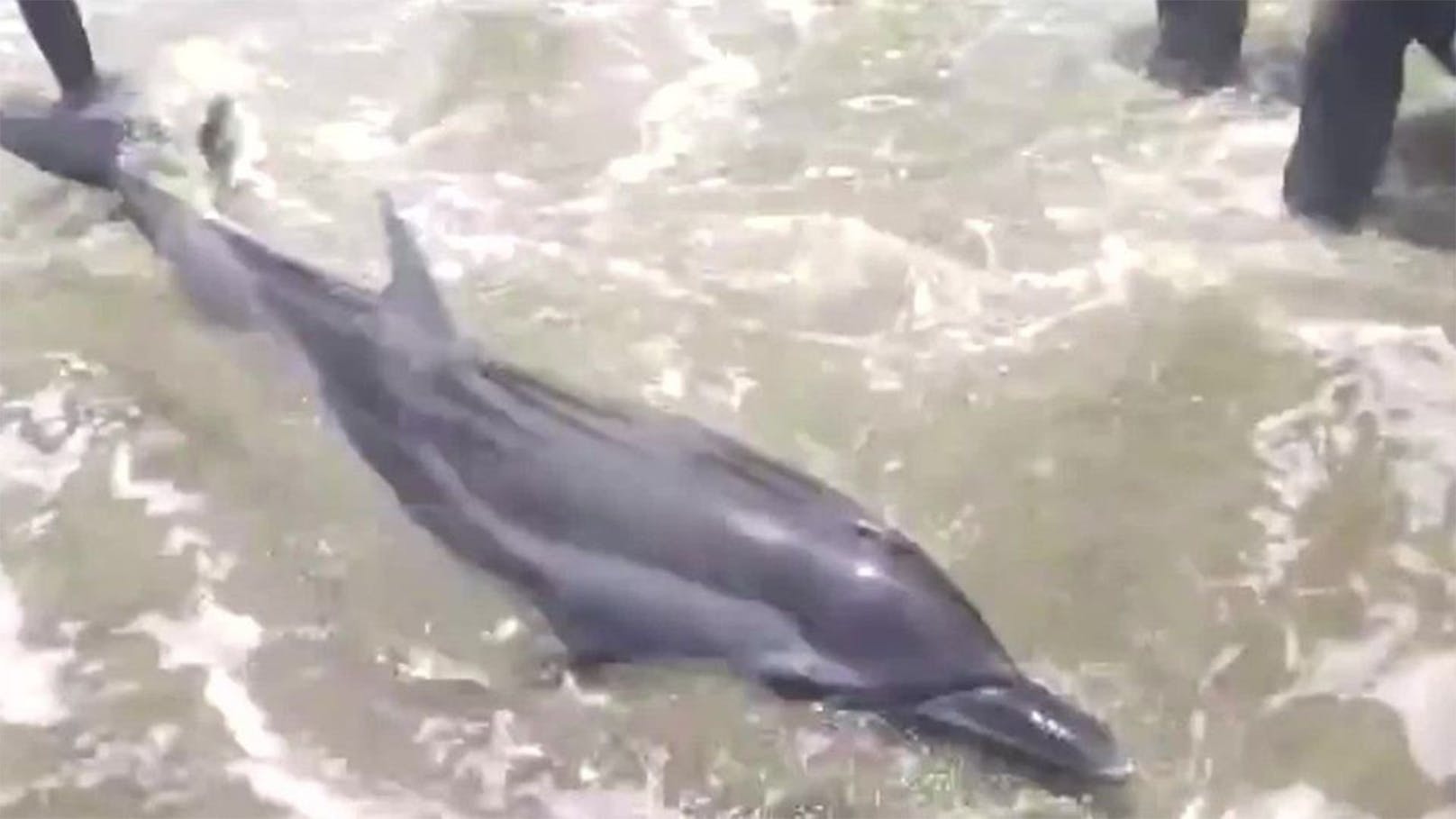 Nicht aufgeben! Delfin strandet immer wieder