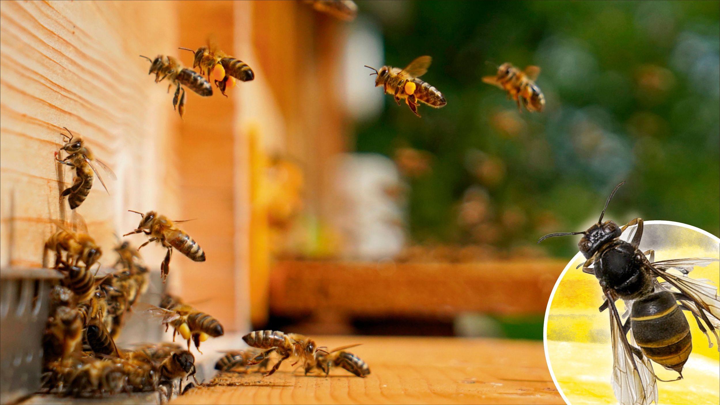 Dia Asiatische Hornisse ist für heimische Bienenvölker besonders gefährlich