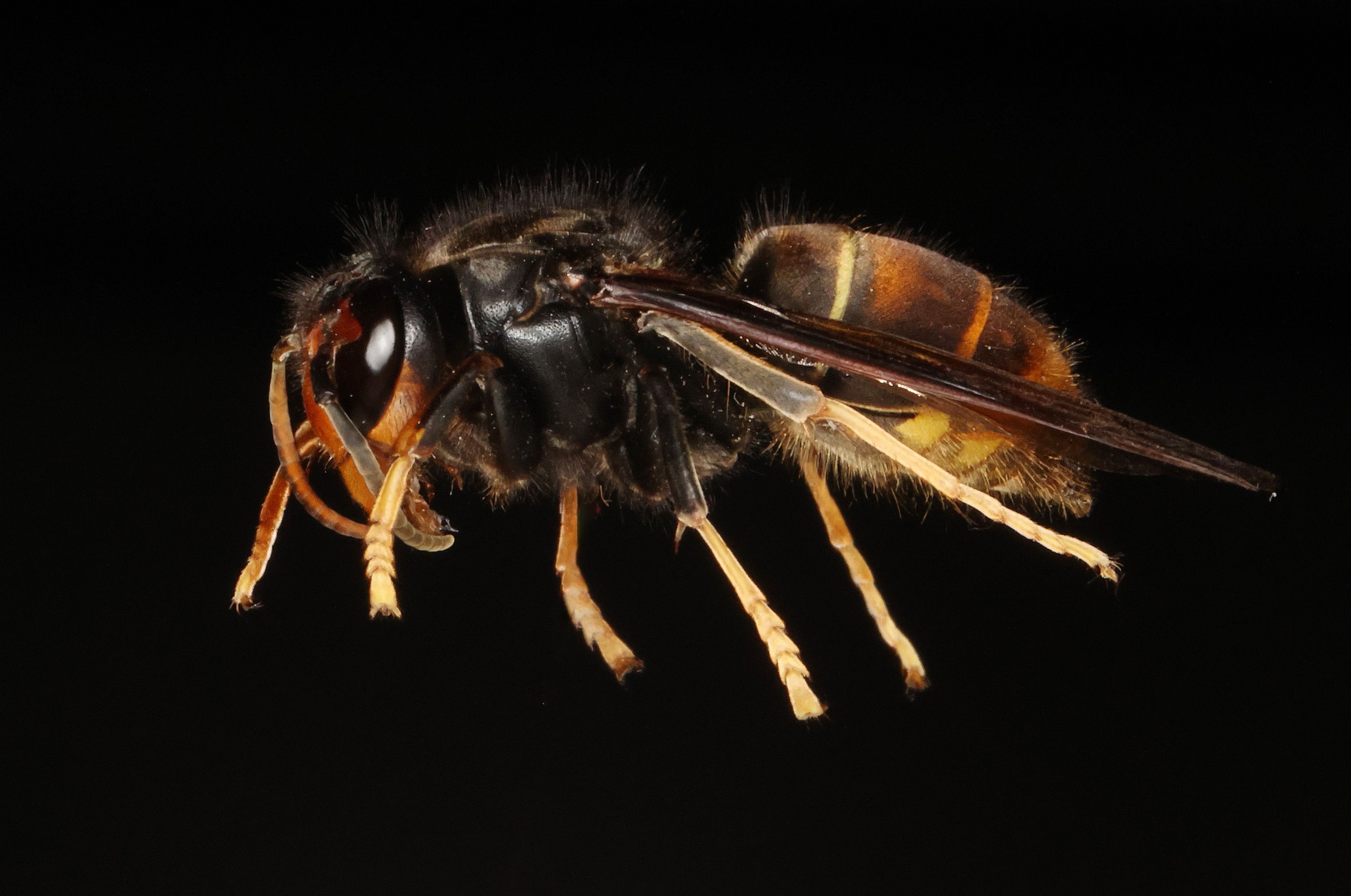 Das erste Exemplar der asiatischen Hornisse in Österreich: Bei der AGES wurde das Tier vermessen und fotografiert.