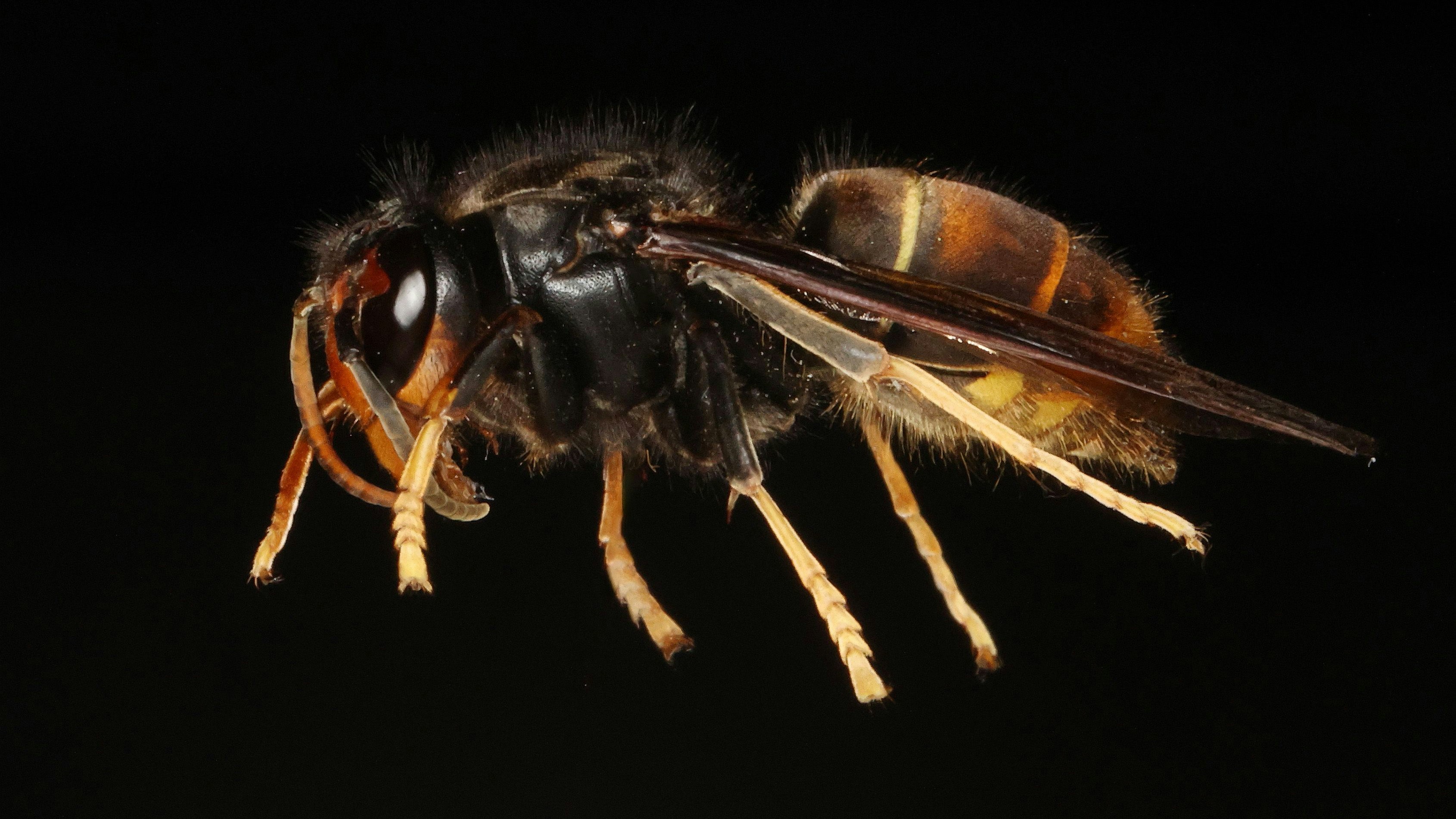 Das erste Exemplar der asiatischen Hornisse in Österreich: Bei der AGES wurde das Tier vermessen und fotografiert.