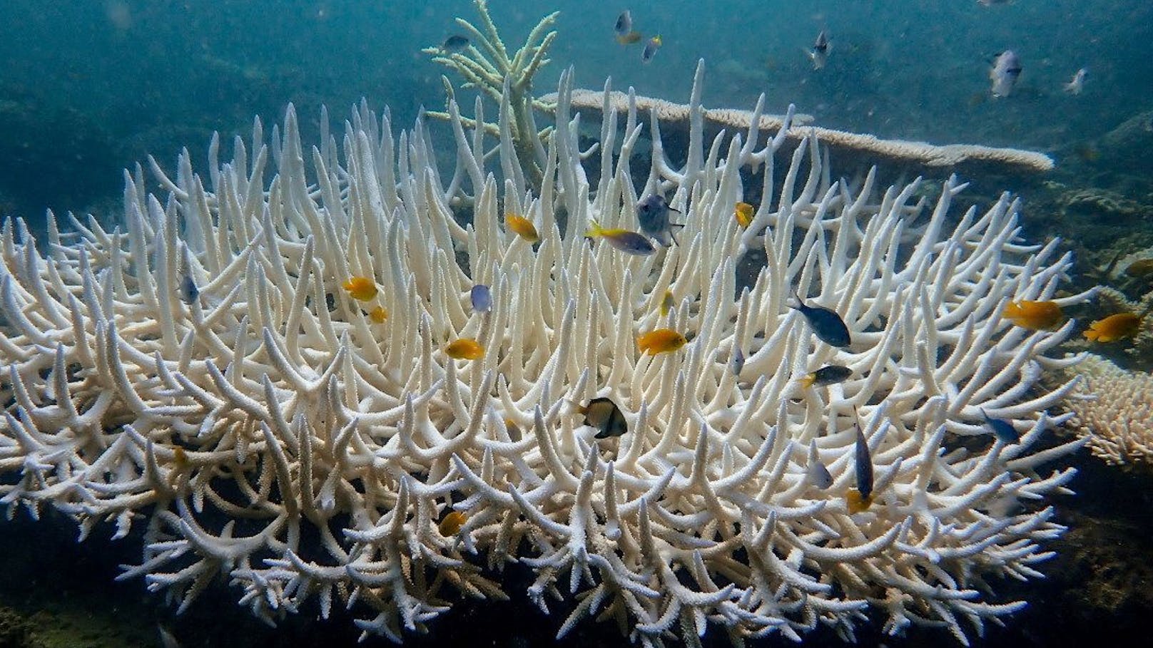 Klimakrise! Korallenriffen der Erde droht Massensterben