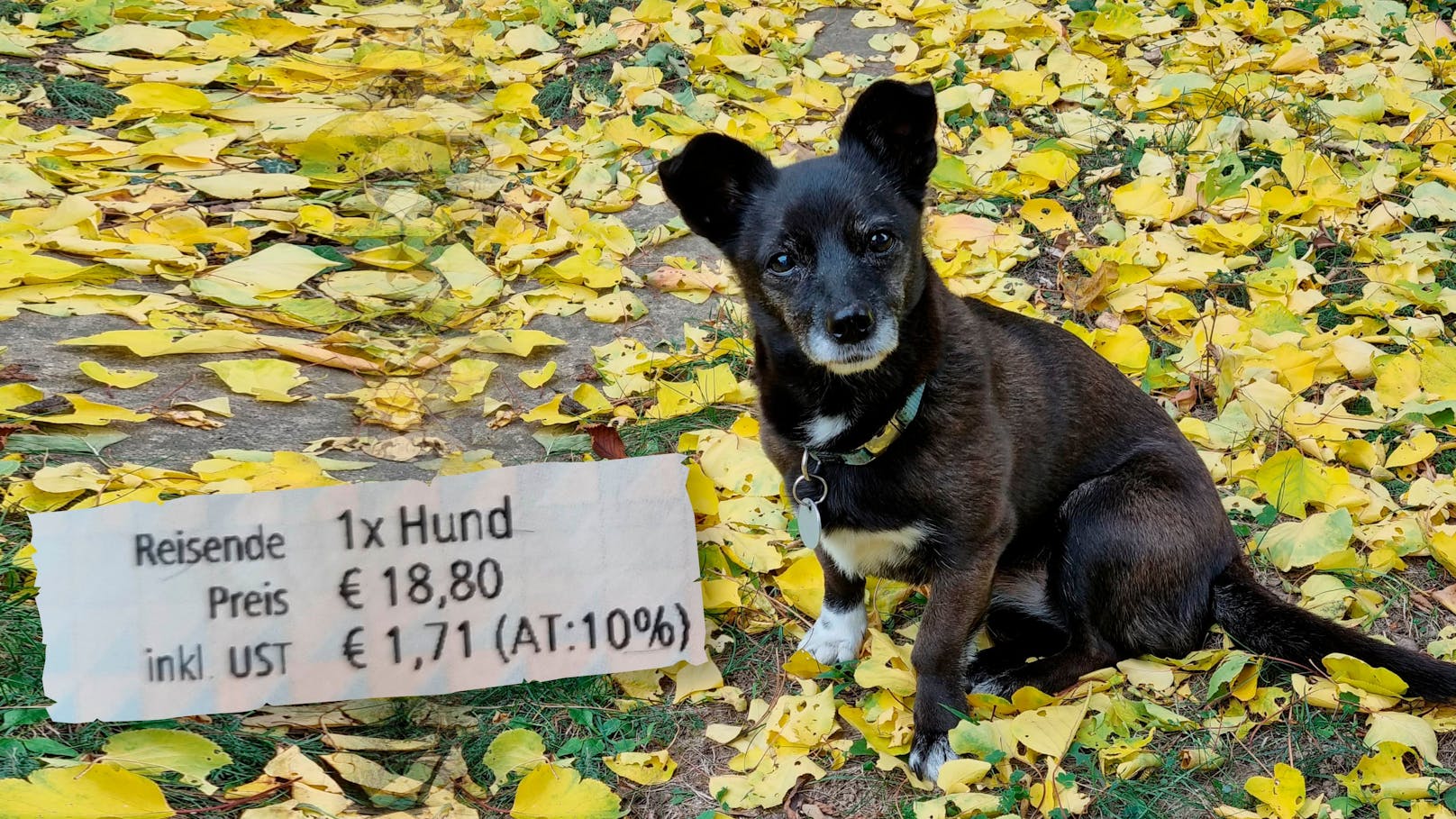Zugticket für Hund kostet 18 Euro – Fahrgast verärgert