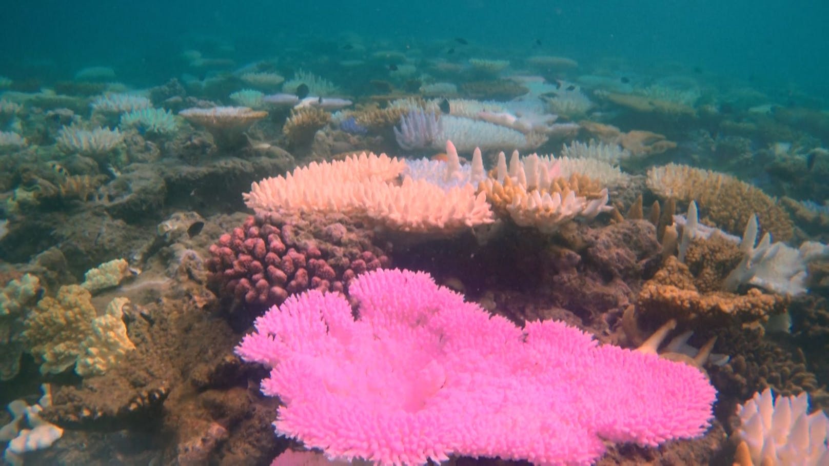 Darum sterben gerade weltweit Korallenriffe