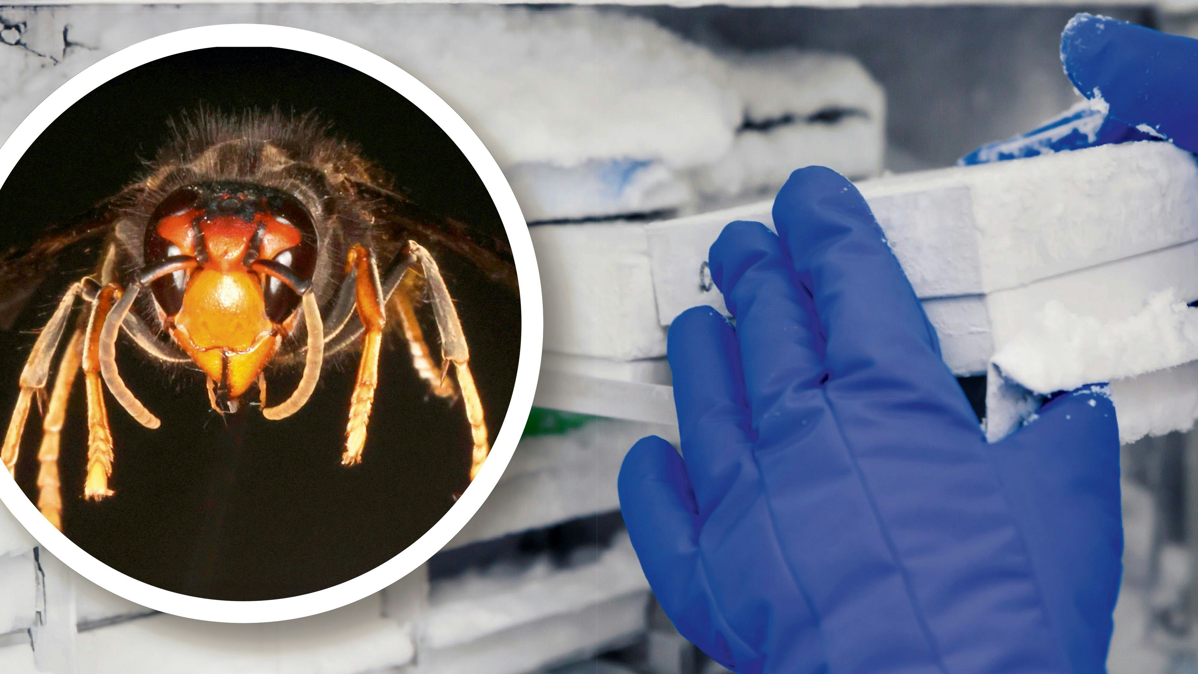 Das erste Exemplar der asiatischen Hornisse wurde zunächst genau vermessen und fotografiert (siehe Bild links), danach wurde das Tier tiefgefroren, jetzt laufen weitere Untersuchungen.