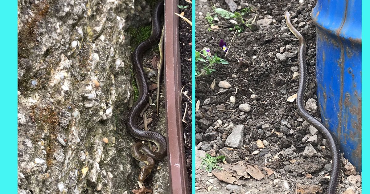 Gleich mehrere Äskulapnattern trieben sich am Wochenende in einem Wiener Schrebergarten herum.