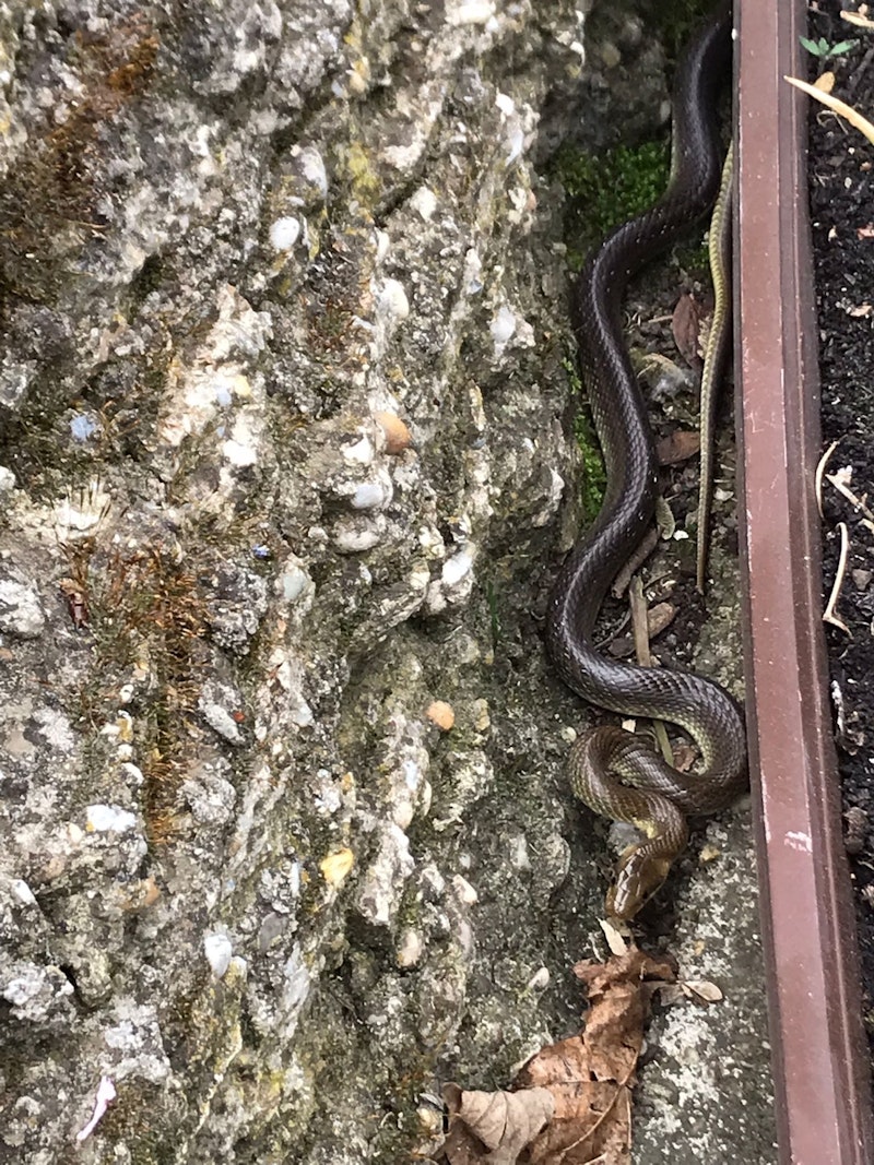 Es handelt sich dabei um völlig ungefährliche und nicht giftige <a data-li-document-ref="100270111" href="https://www.heute.at/s/wildtiere-diese-tiere-schlaengeln-sich-durch-die-donau-auen-100270111">Äskulapnattern</a>.