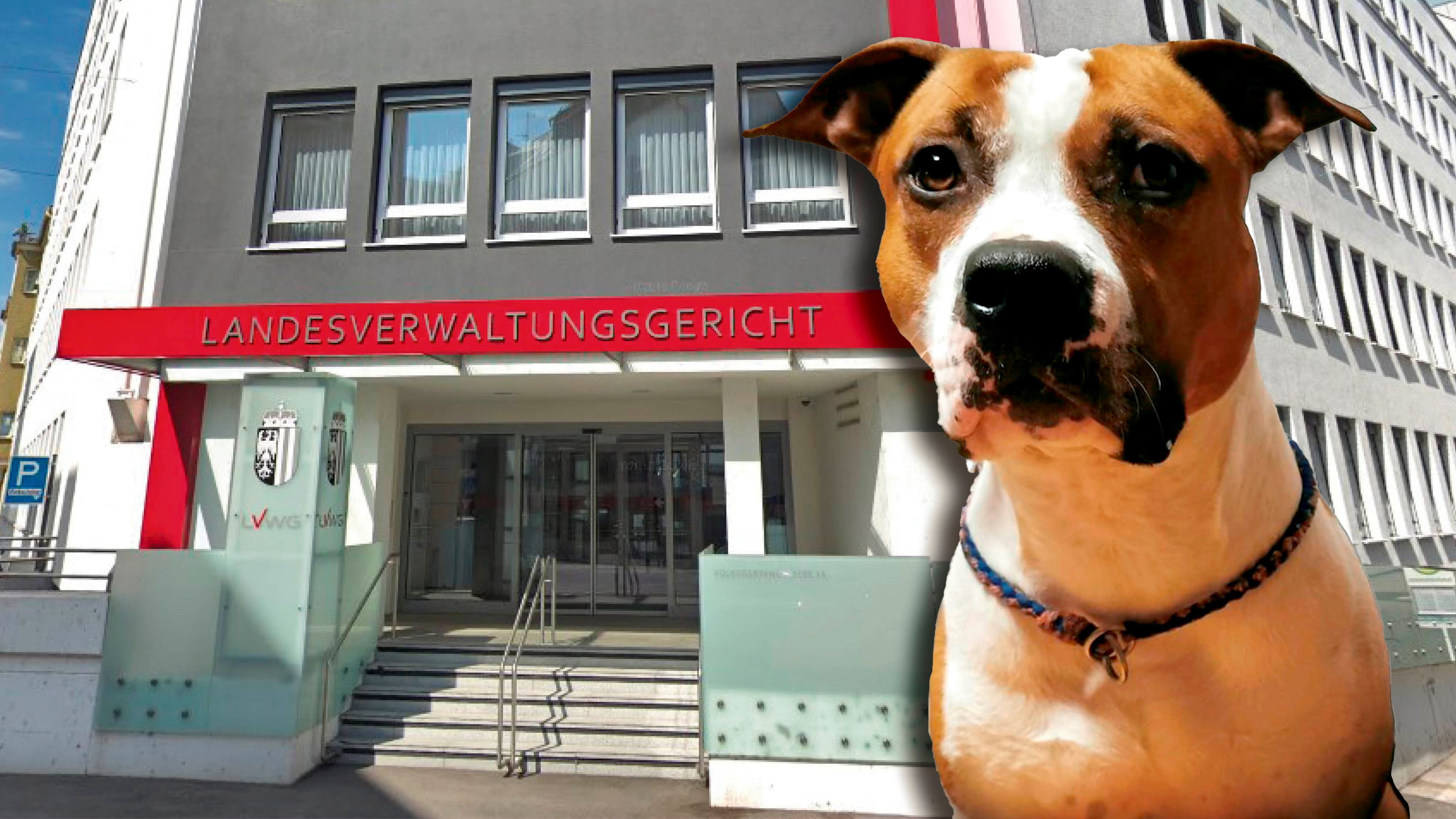 Das Landesverwaltungsgericht OÖ hat eine Beschwerde von Elmos Besitzerin teilweise abgewiesen.