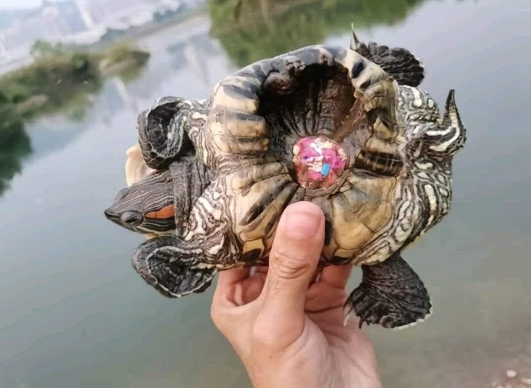 Schlimme Folgen eines bunten Trends: Der Panzer dieser Schildkröte wurde durch Bemalung völlig deformiert.