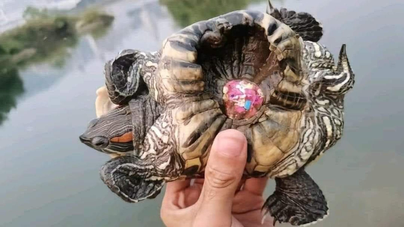 Grausamer Trend – Schildkröten werden zu Tode gequält