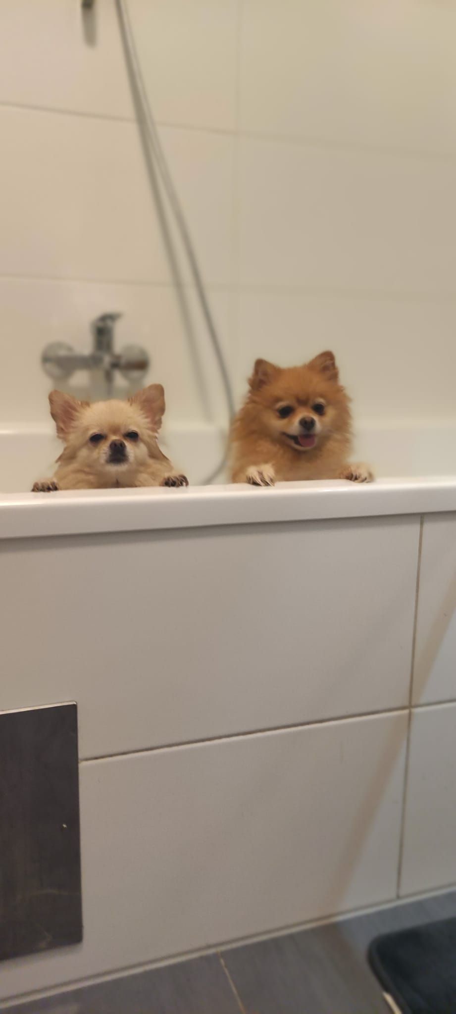 Heute.at - Entführung? Herzige Hunde bringen Wiener vor Gericht