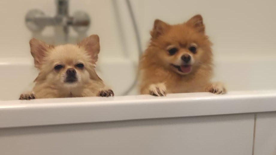 Misha und Coco quietschvergnügt in der Badewanne: Um sie entbrannte ein erbitterter Streit vor Gericht.