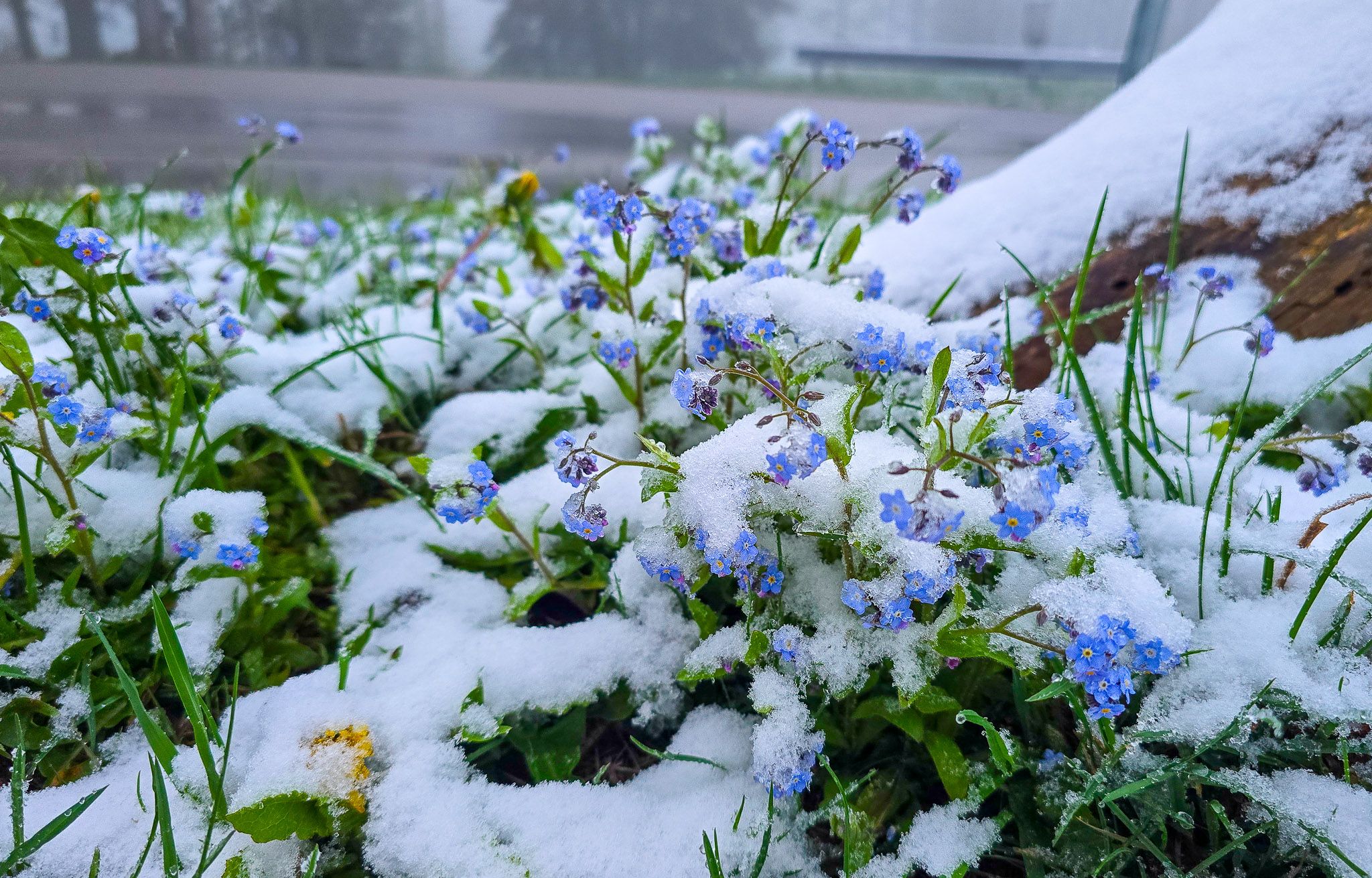 Auch Mitte April schneite es nicht weit entfernt von Linz: eine weiße Blumenwiese in Lichtenberg (Bez. Urfahr-Umgebung).